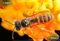 Thumbnail picture of the Weevil Wasp