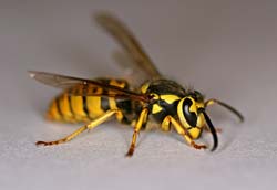 Thumbnail picture of the Yellow Jacket