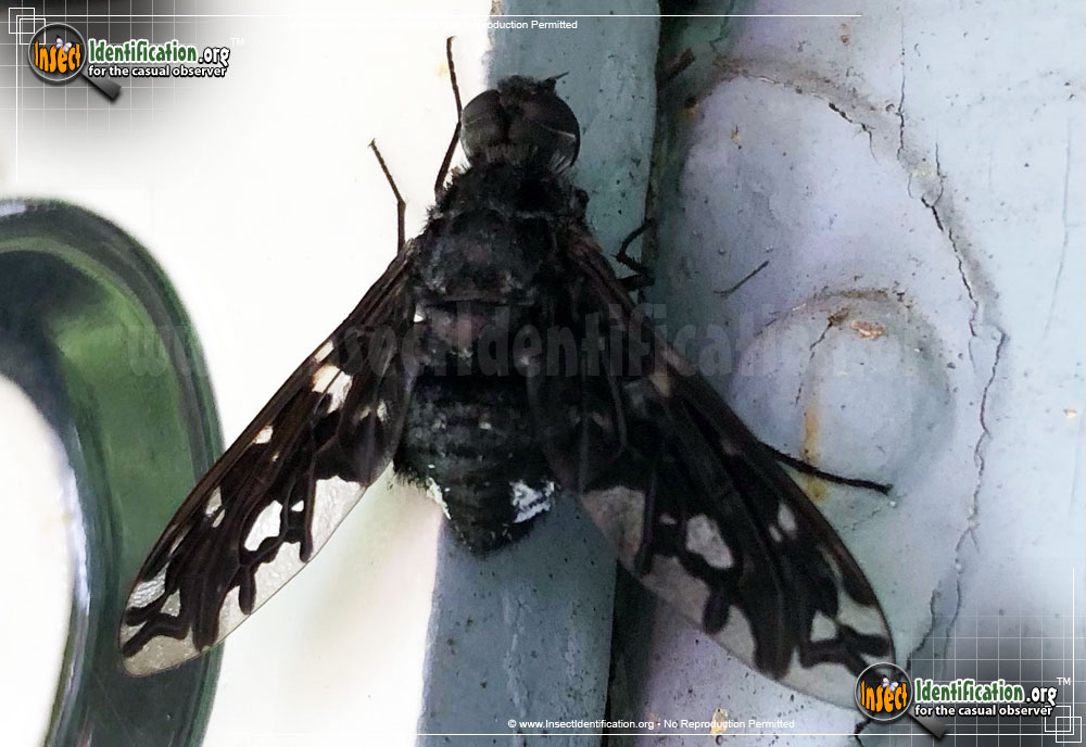 Full-sized image #8 of the Tiger-Bee-Fly