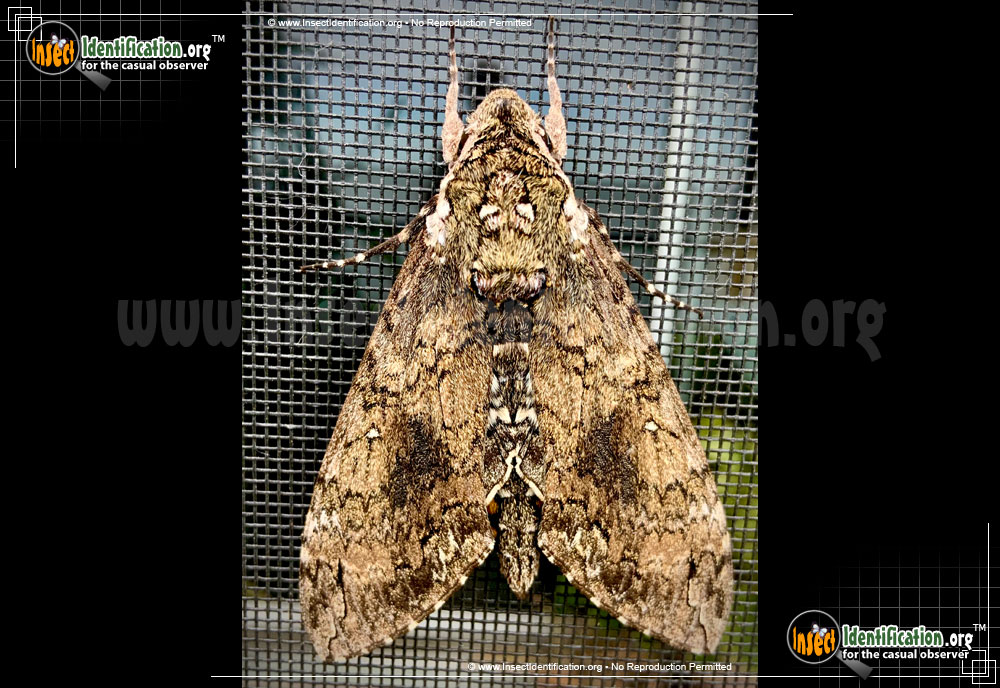 Full-sized image of the Tobacco-Hornworm-Moth