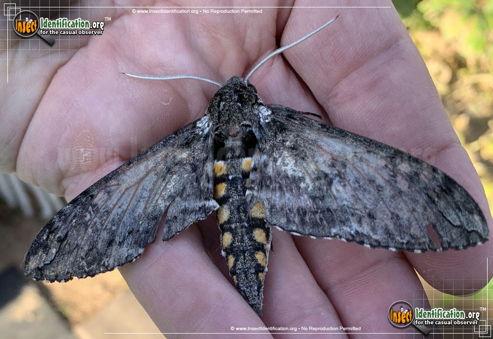 Full-sized image #5 of the Tobacco-Hornworm-Moth