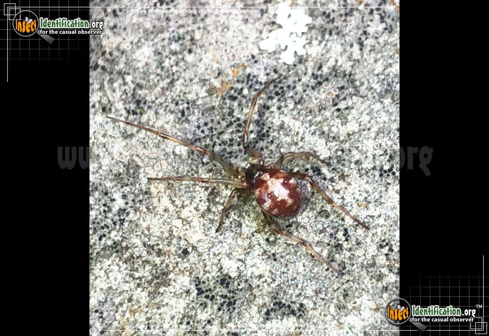 Full-sized image #5 of the Triangulate-Cob-Web-Spider