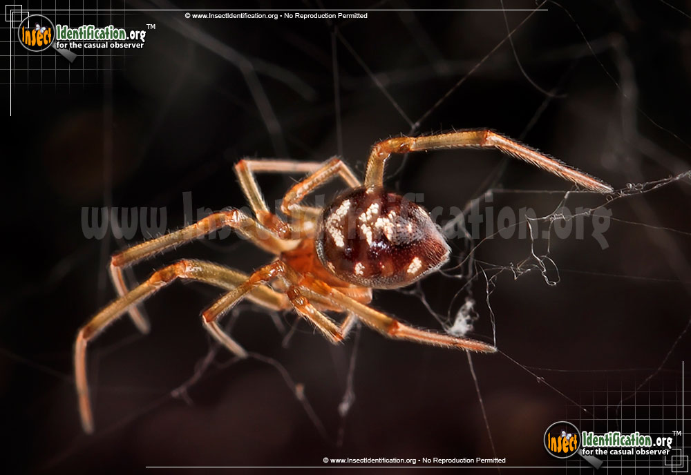 Full-sized image of the Triangulate-Cob-Web-Spider