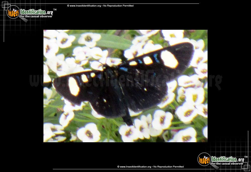 Full-sized image of the Two-Spotted-Forester-Moth