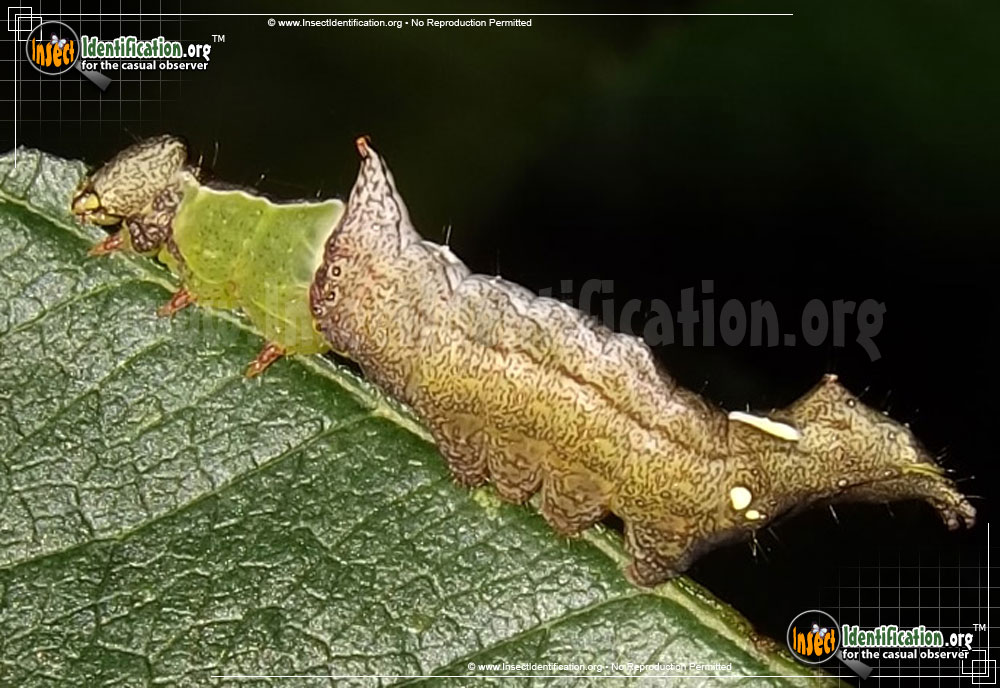 Full-sized image #2 of the Unicorn-Caterpillar-Moth