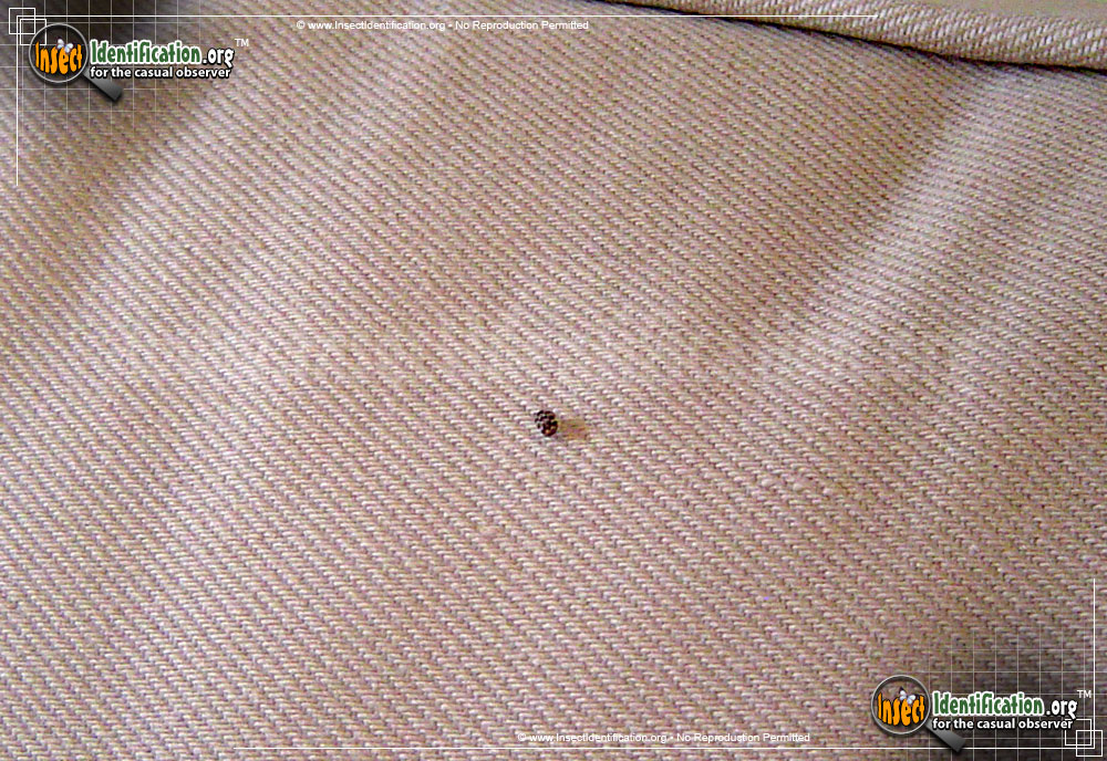 Full-sized image #5 of the Varied-Carpet-Beetle