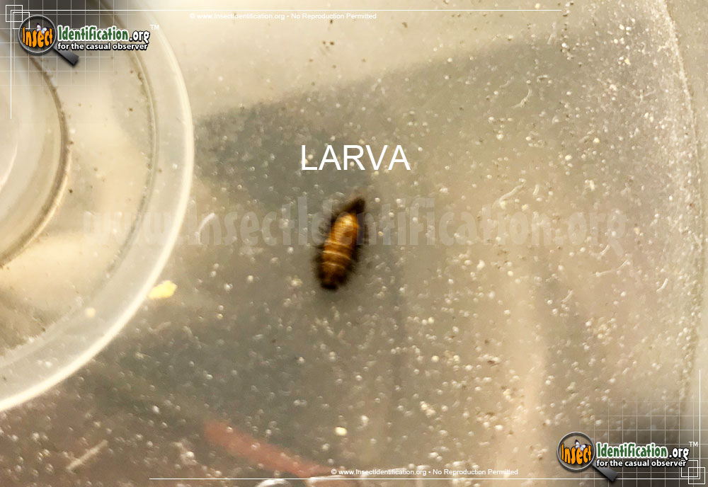 Full-sized image #4 of the Varied-Carpet-Beetle