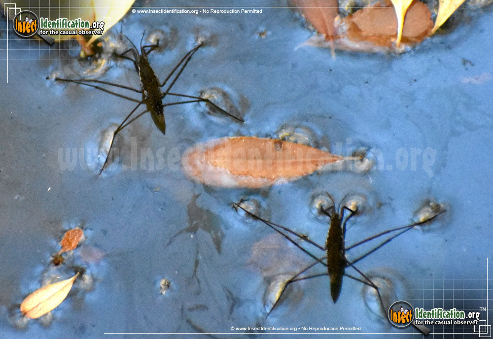 Full-sized image #6 of the Water-Strider
