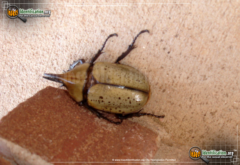 Full-sized image of the Western-Hercules-Beetle