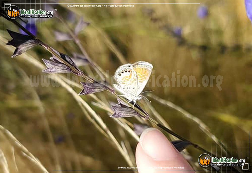 Full-sized image #11 of the Western-Pygmy-Blue-Butterfly
