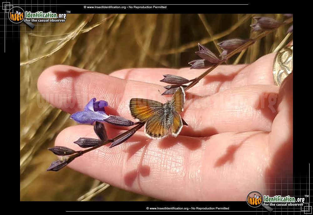 Full-sized image #2 of the Western-Pygmy-Blue-Butterfly