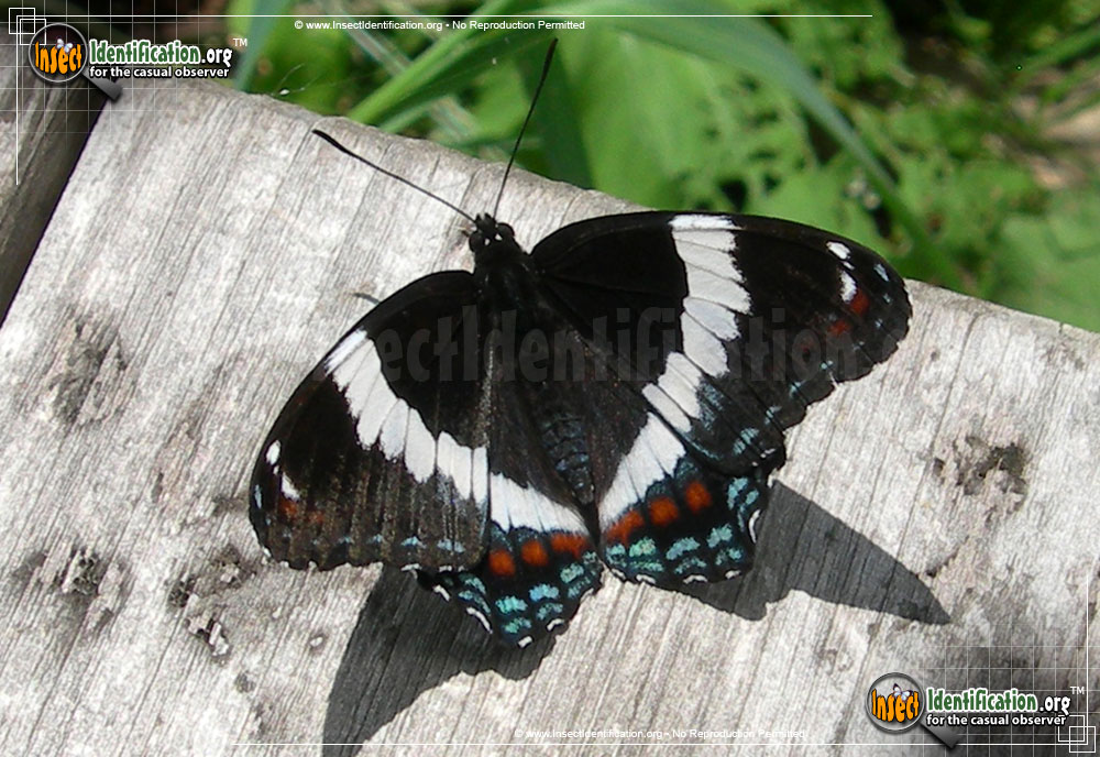 Full-sized image #4 of the White-Admiral-Butterfly