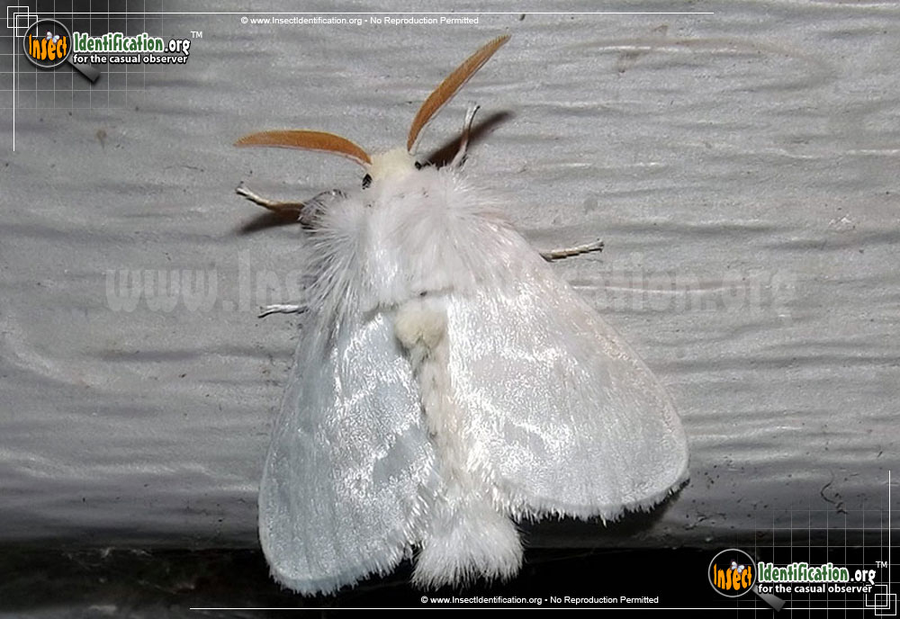 Full-sized image of the White-Flannel-Moth