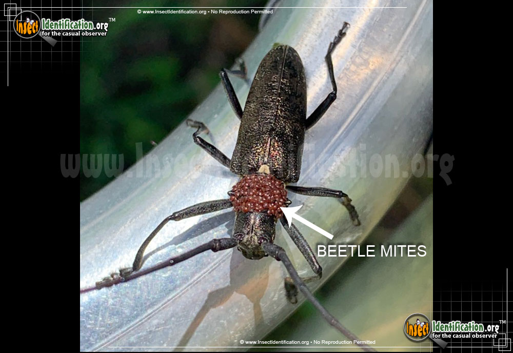 Full-sized image #5 of the White-Spotted-Sawyer-Beetle