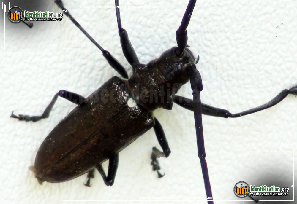 Full-sized image #2 of the White-Spotted-Sawyer-Beetle