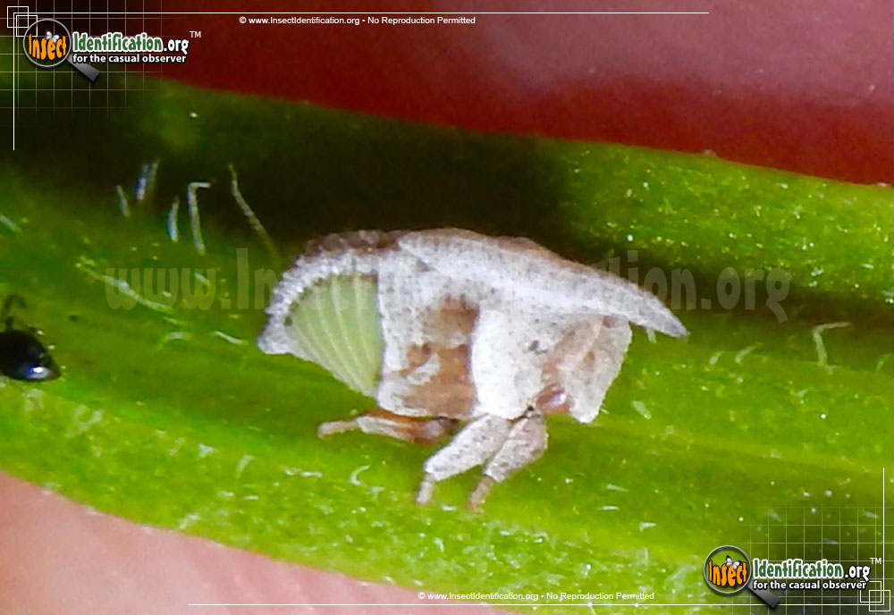 Full-sized image of the Wide-footed-Treehopper