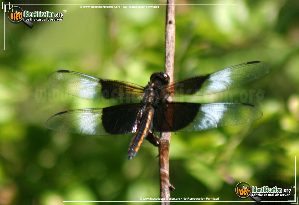 Full-sized image #5 of the Widow-Skimmer