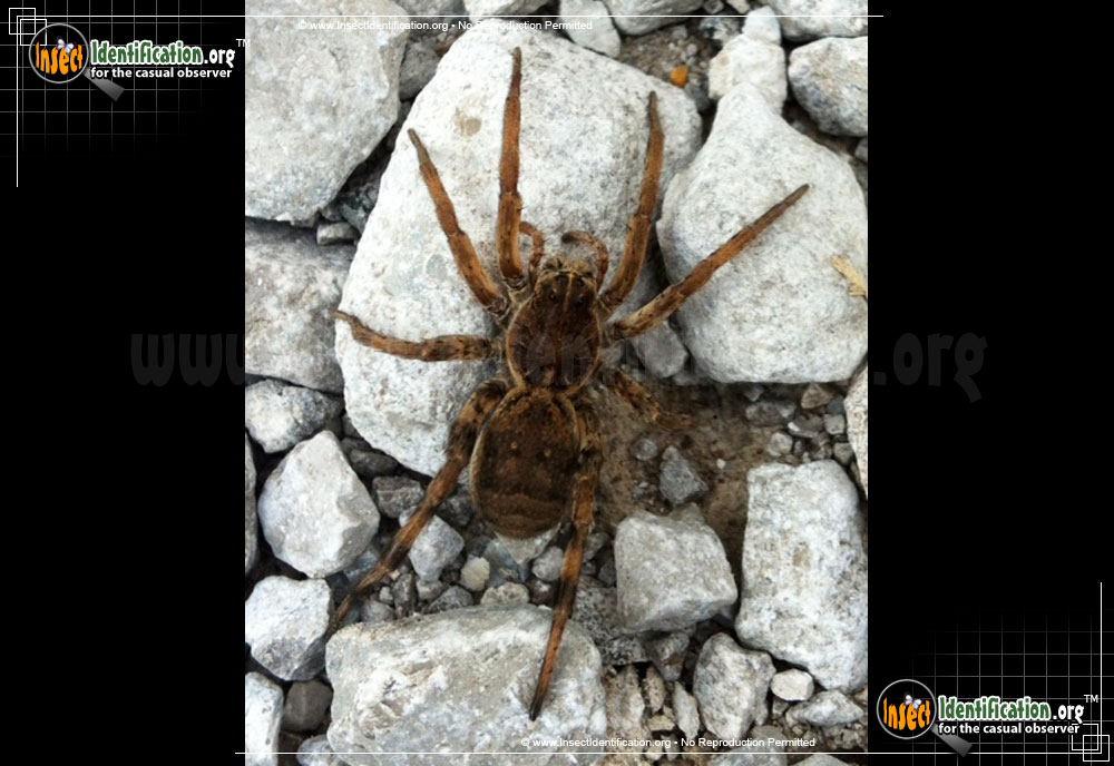 Full-sized image #3 of the Wolf-Spider