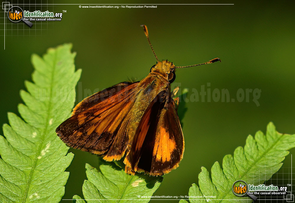 Full-sized image #3 of the Yehl-Skipper