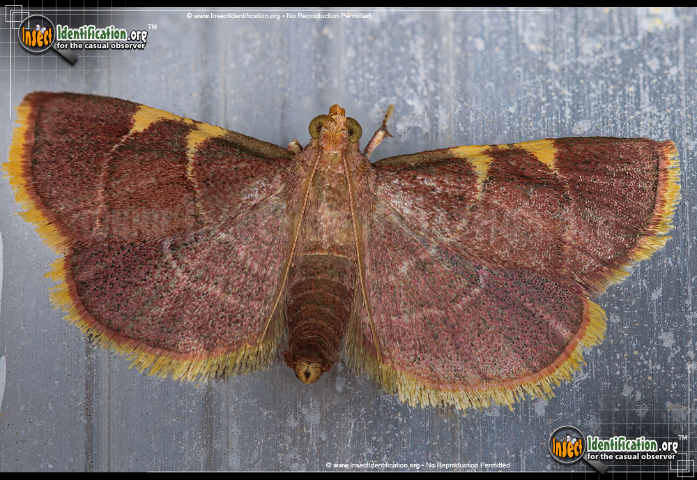 Full-sized image of the Yellow-Fringed-Dolichomia-Moth