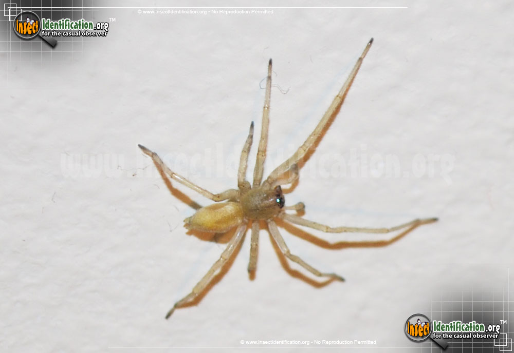 Full-sized image of the Yellow-Sac-Spider