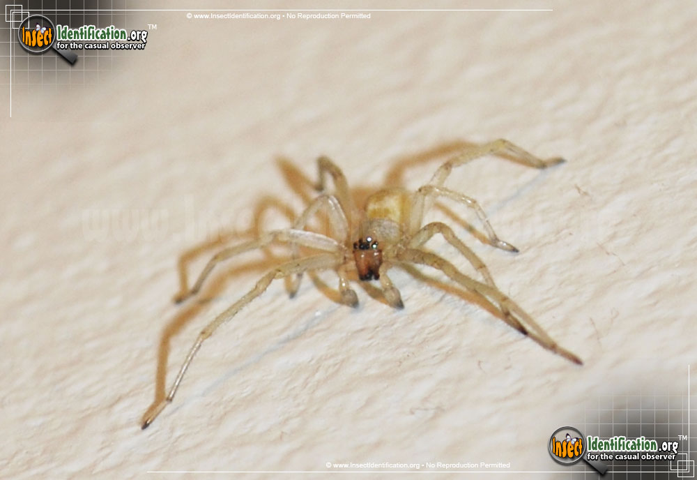 Full-sized image #3 of the Yellow-Sac-Spider