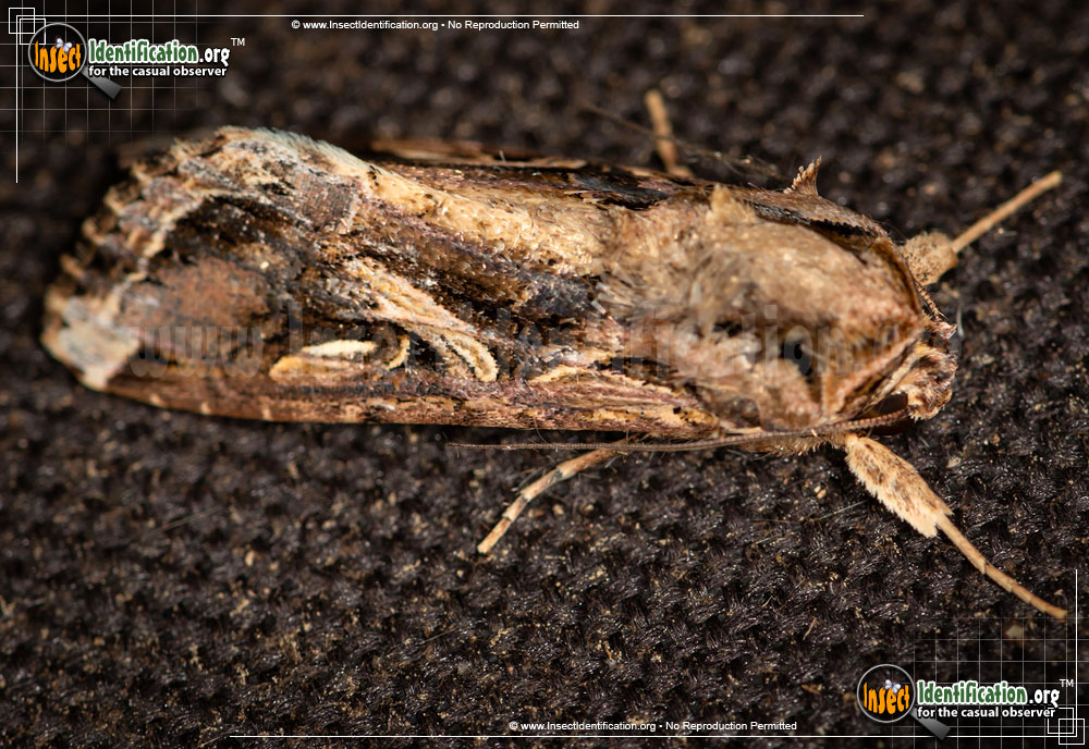 Full-sized image #10 of the Yellow-Striped-Armyworm-Moth