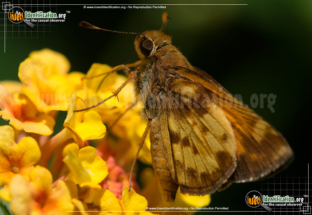 Full-sized image #9 of the Zabulon-Skipper-Butterfly