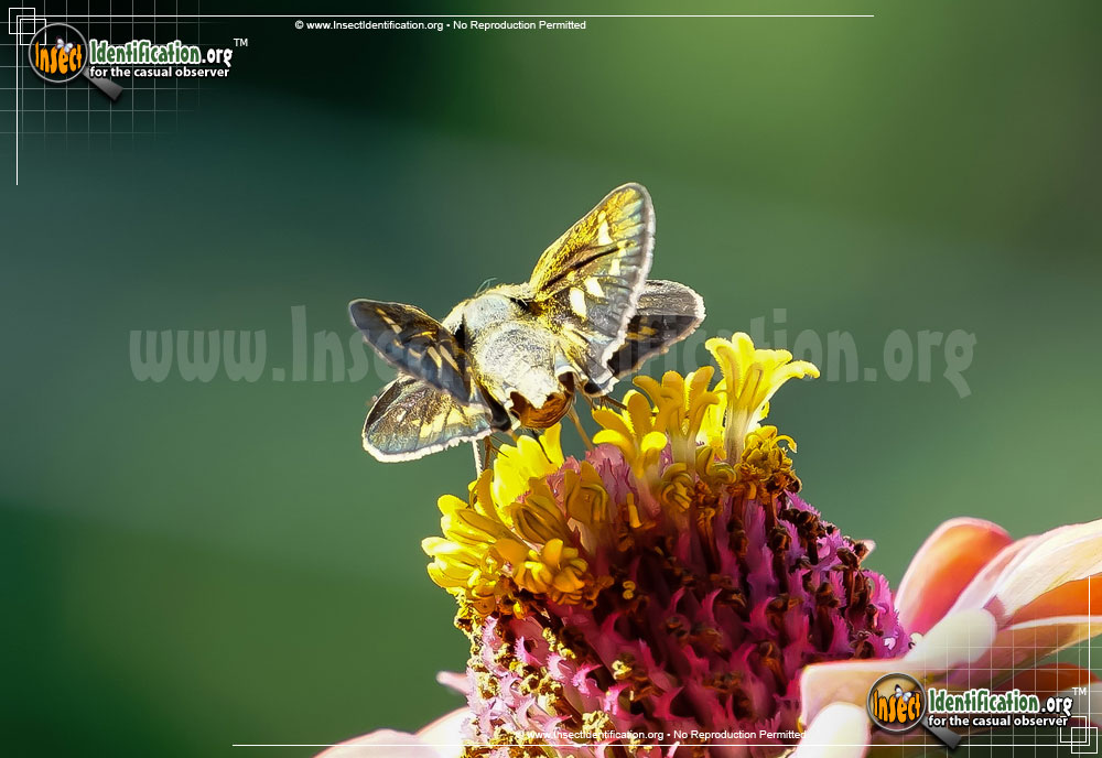 Full-sized image #6 of the Zabulon-Skipper-Butterfly