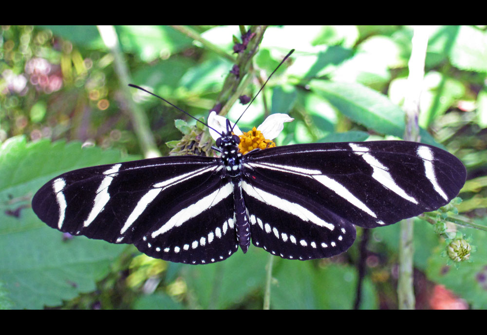 Picture of a Zebra Butterfly.