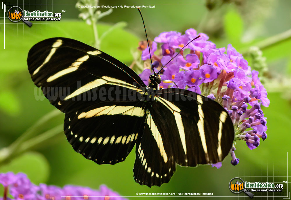 Full-sized image #4 of the Zebra-Longwing-Butterfly