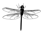 Silhouette image of a dragonfly