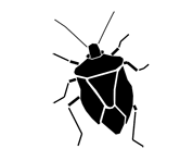 Silhouette image of a stink bug