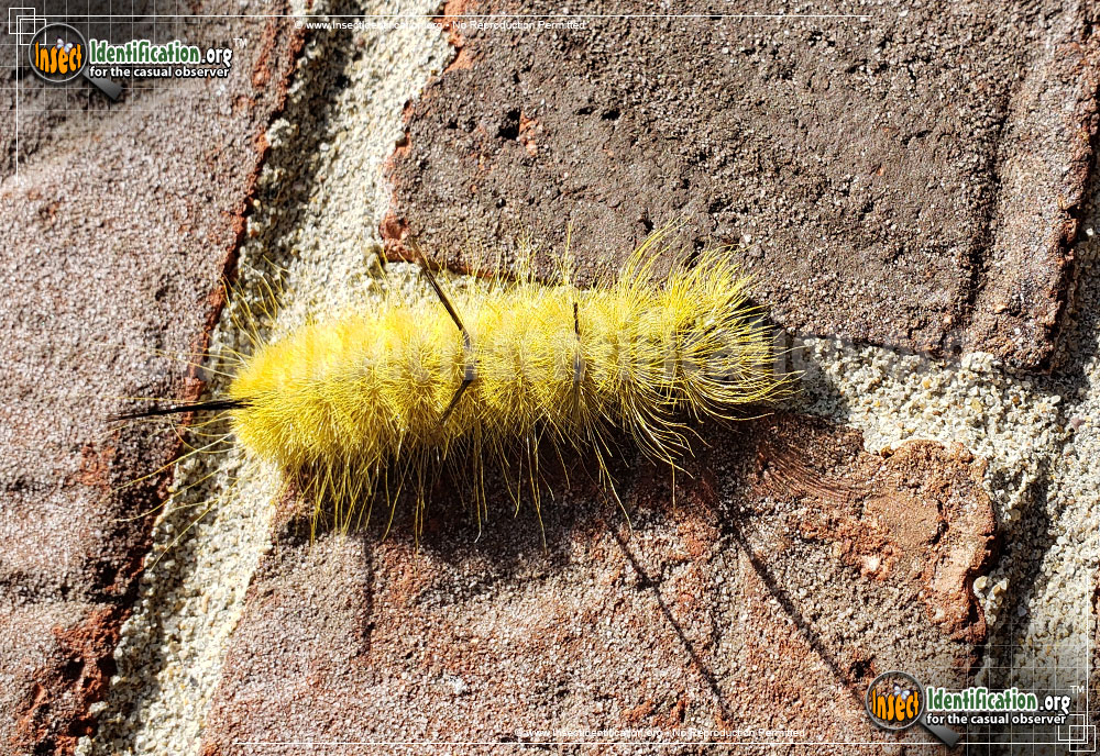 Full-sized image #5 of the American-Dagger-Moth