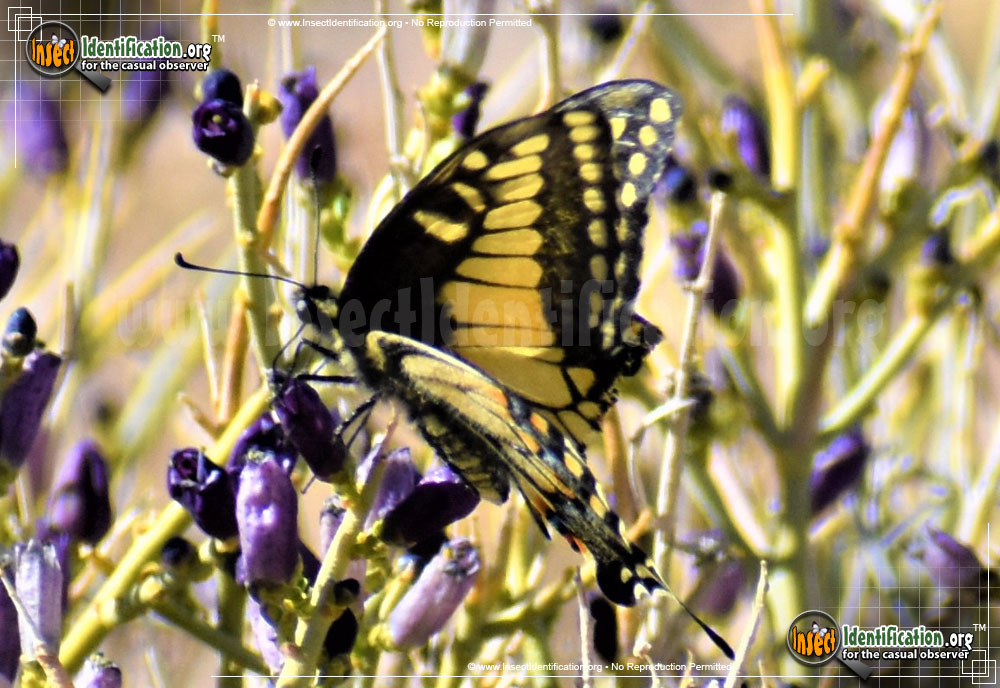 Full-sized image #6 of the Anise-Swallowtail-Butterfly