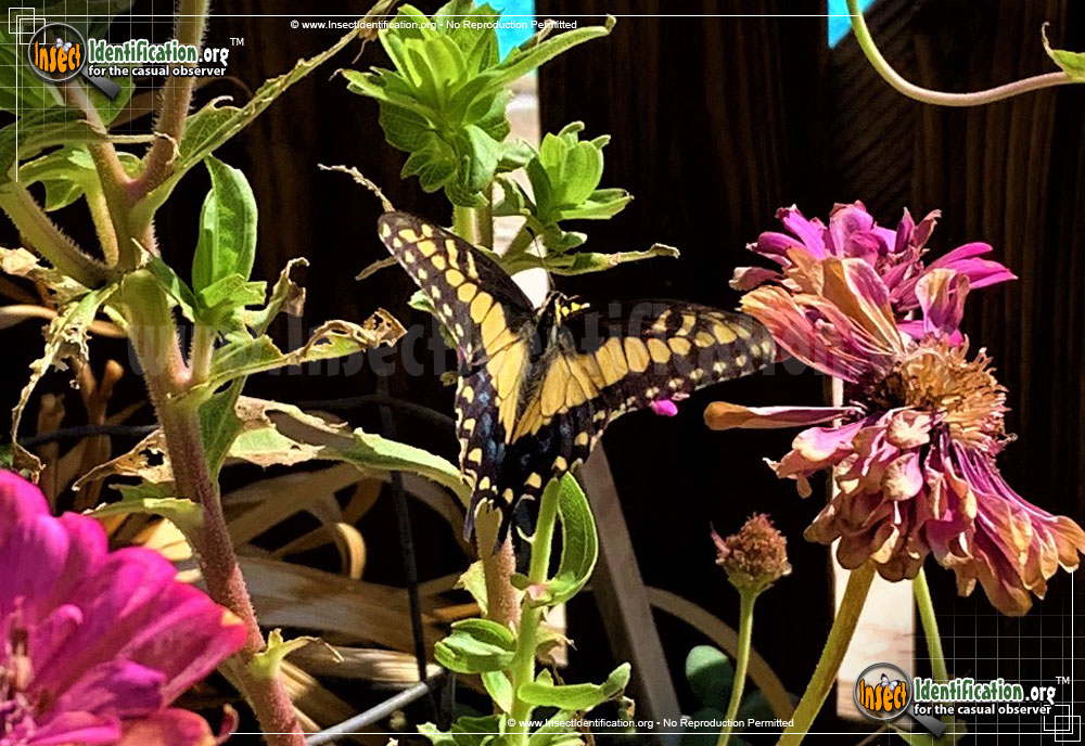 Full-sized image #13 of the Anise-Swallowtail-Butterfly
