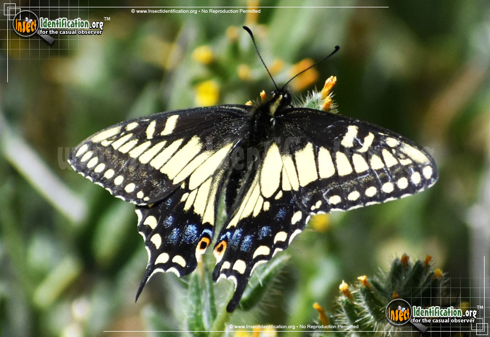 Full-sized image of the Anise-Swallowtail-Butterfly