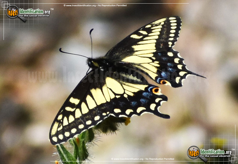 Full-sized image #4 of the Anise-Swallowtail-Butterfly