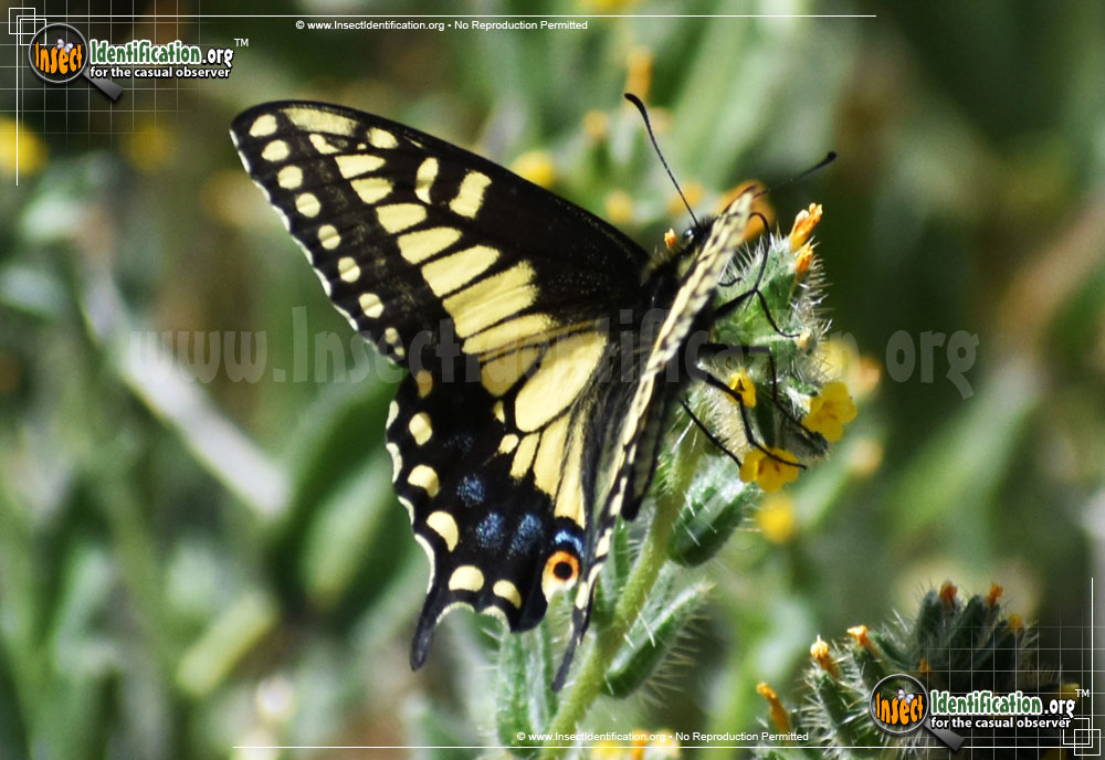 Full-sized image #5 of the Anise-Swallowtail-Butterfly
