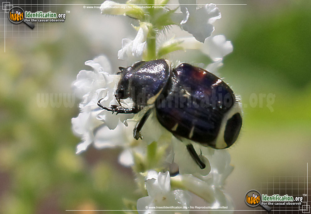 Full-sized image of the Bee-Like-Flower-Scarab-Beetle-Trichiotinus-Affinis