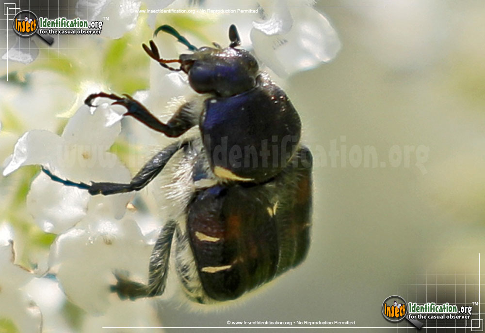 Full-sized image #2 of the Bee-Like-Flower-Scarab-Beetle-Trichiotinus-Affinis