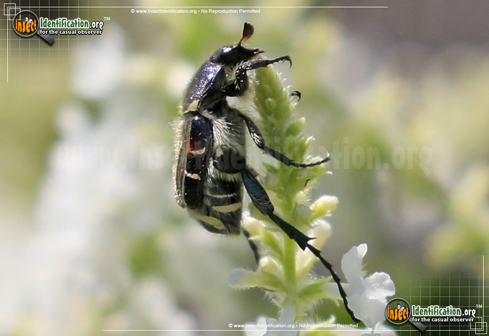 Full-sized image #3 of the Bee-Like-Flower-Scarab-Beetle-Trichiotinus-Affinis