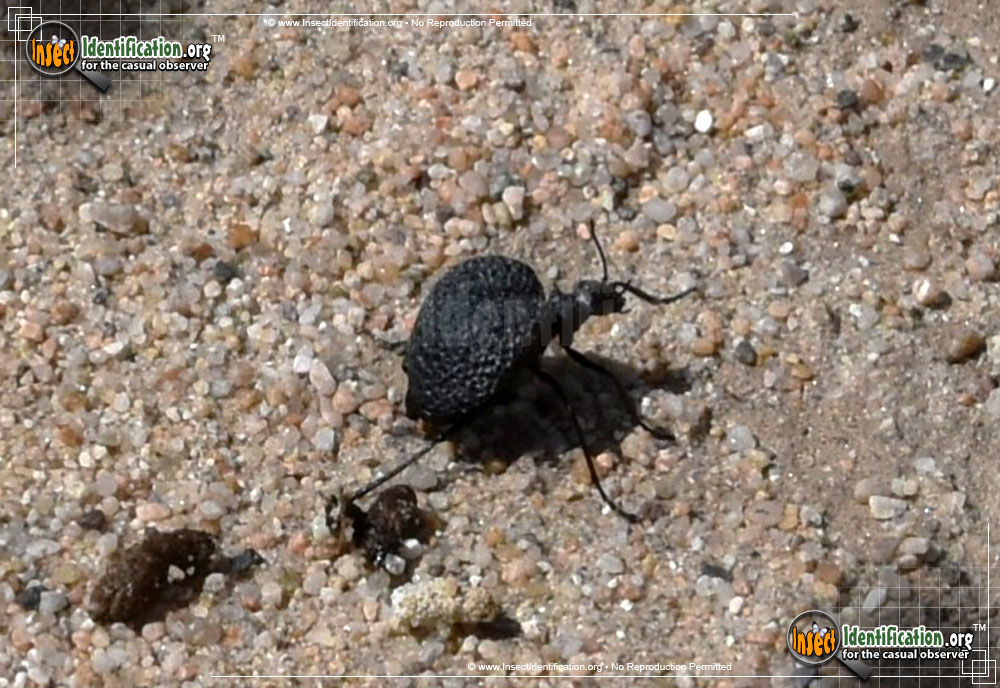 Full-sized image #4 of the Black-Bladder-Bodied-Meloid-Beetle