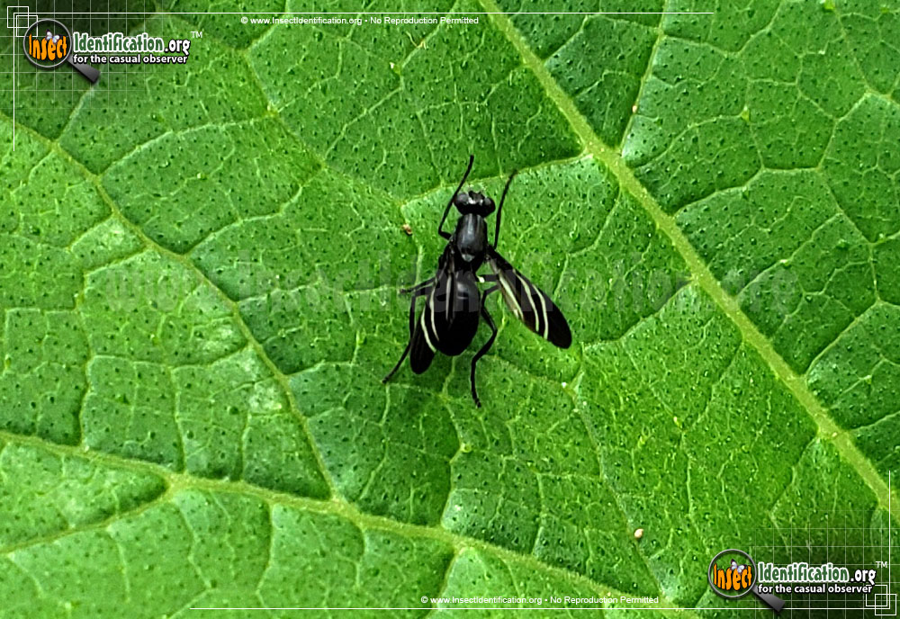 Full-sized image #4 of the Black-Onion-Fly