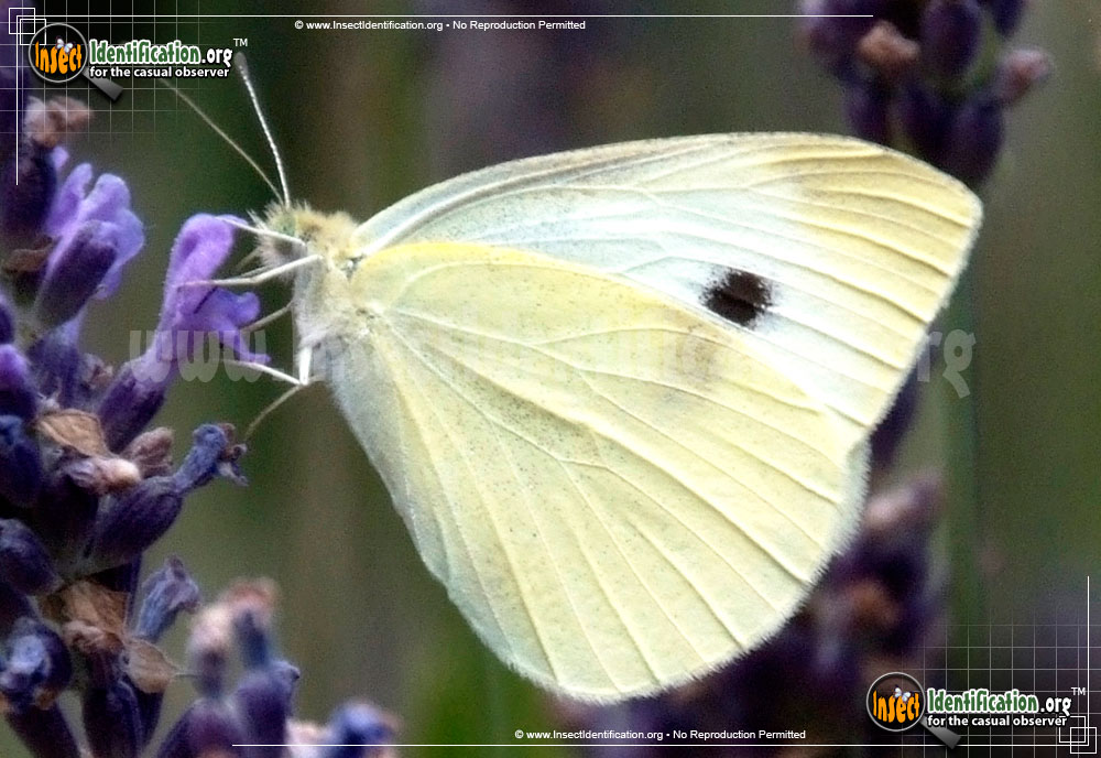 Full-sized image #10 of the Cabbage-White-Butterfly