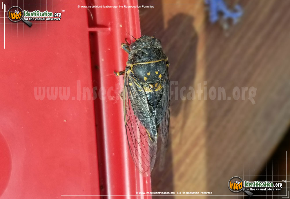 Full-sized image #8 of the Cicada