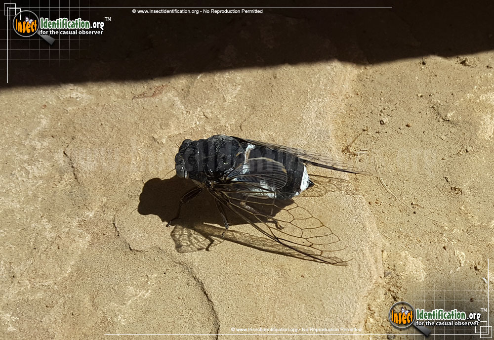 Full-sized image #9 of the Cicada
