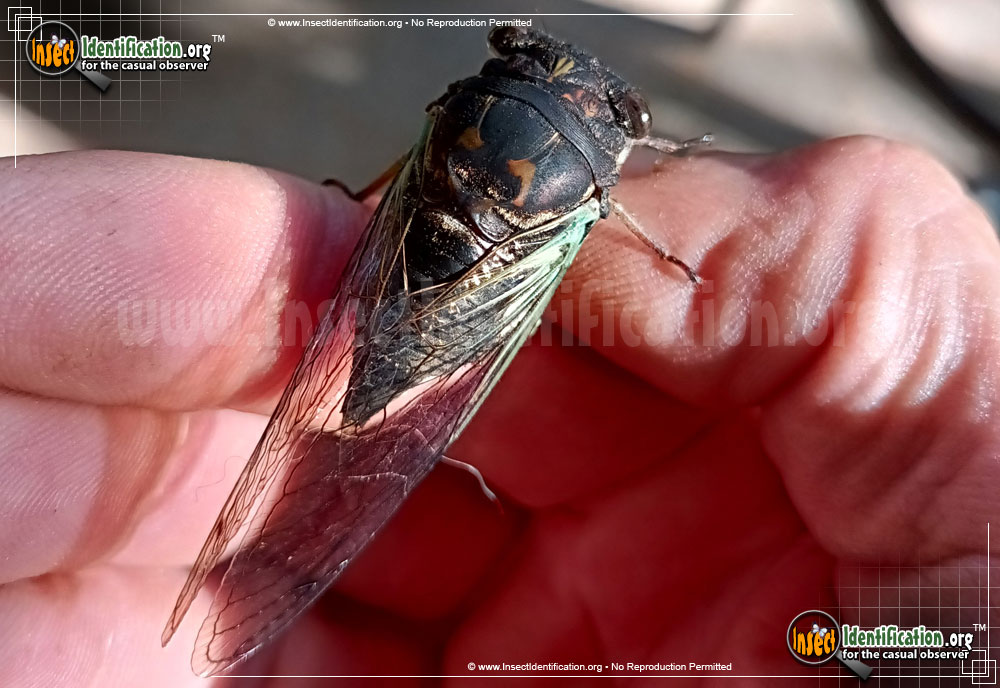 Full-sized image #5 of the Cicada