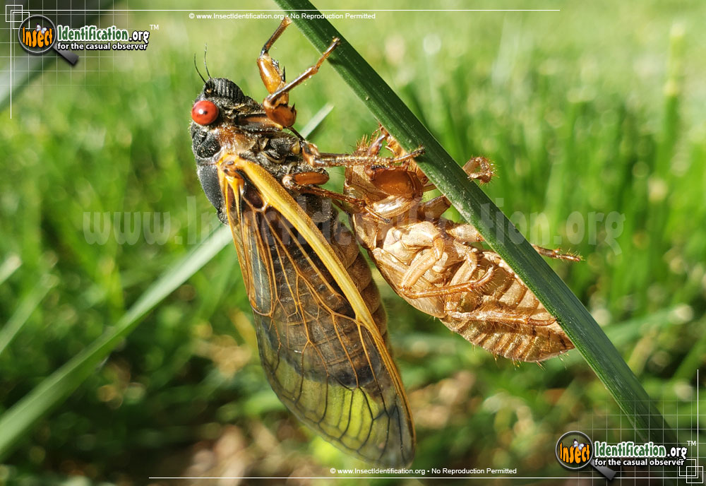Full-sized image of the Cicada