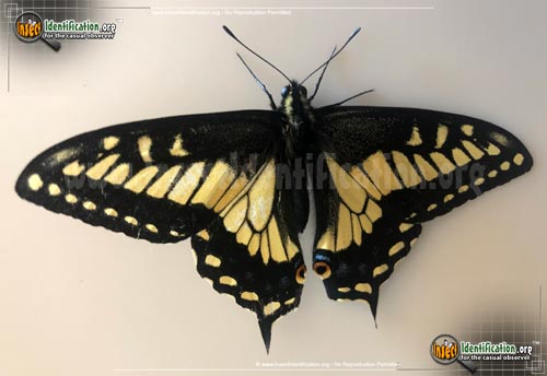Thumbnail image #3 of the Anise-Swallowtail-Butterfly